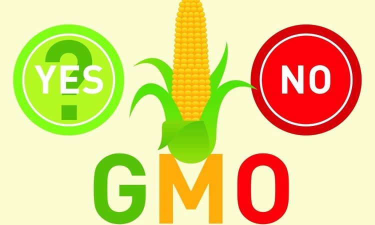 Are GMO’S Eco-Friendly?