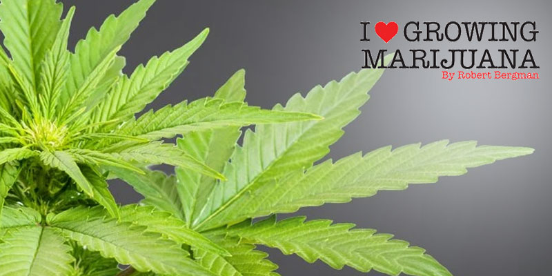 ILGM Coupon Code 2019 | Extremely High THC Marijuana Seeds