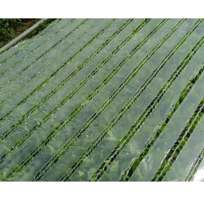 Seedbed On A Roll Easy to Grow Salad