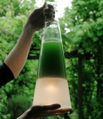 Latro Algae Lamp Concept