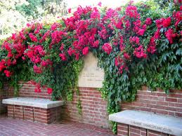 Beautiful Climbing Roses