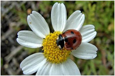 Eco Gardening