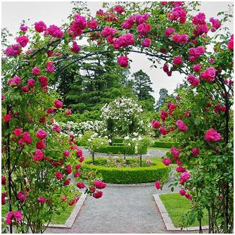 climbing roses