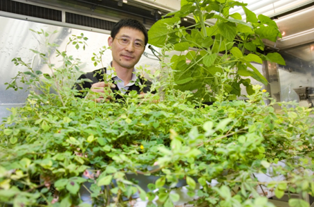 Scientists Focus towards plants to generate electricity 
